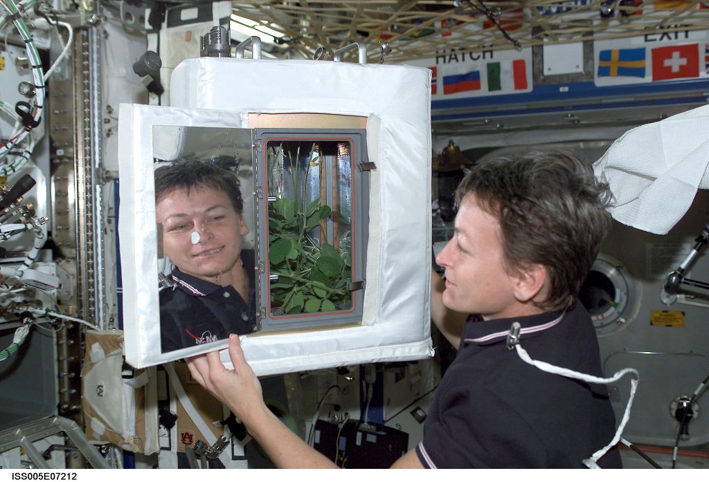 La astronauta de la NASA Peggy Whitson observa el experimento de crecimiento de plantas de soja de astrocultura avanzada.  Créditos: NASA