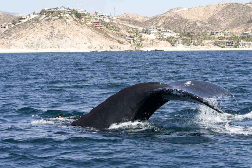 Avistamiento de Ballenas en Los Cabos