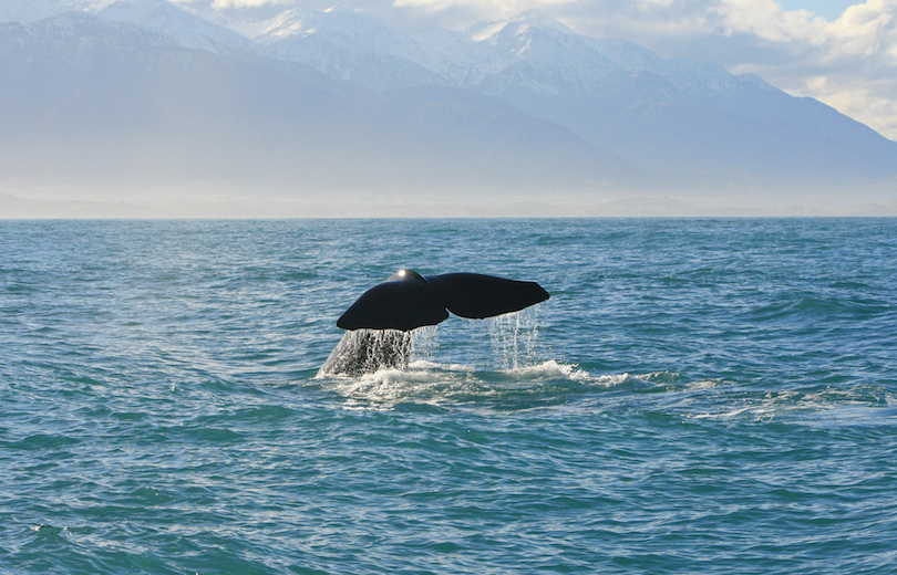 N.º 1 de los mejores tours de avistamiento de ballenas