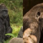Types of Gorillas